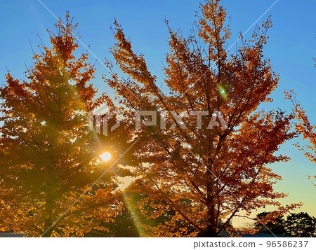 在秋葉季節，陽光透過樹葉過濾 96586237