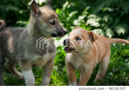 beautiful two little puppy dogs are playing 96586307