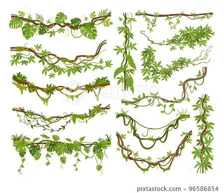 Cartoon jungle liana plants, tropical climbing creepers branches. Exotic plants with moss, flowers and jungle leaves vector illustrations set. Rainforest liana branch vines Cartoon jungle liana plants, tropical climbing creepers branches. Exotic plants with moss, flowers and jungle leaves vector illustrations set. Rainforest liana branch vines 96586854