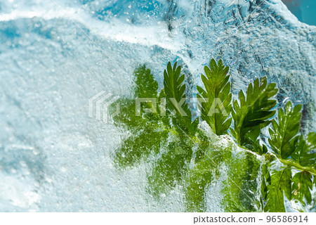 Frozen natural green plant, beautiful ice texture 96586914