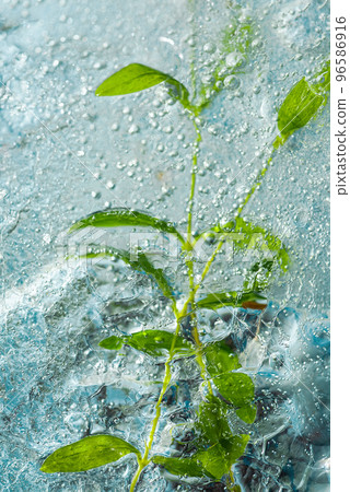 Frozen natural green plant, beautiful ice texture Frozen natural green plant, beautiful ice texture 96586916