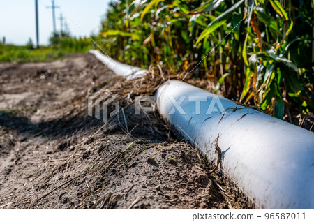 low level selective focus image of furrow irrigation in a corn field 96587011