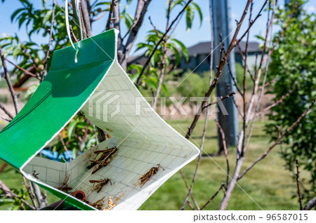 Fruit tree moth sticky trap with pheromone lure to monitor insect adult infestations Fruit tree moth sticky trap with pheromone lure to monitor insect adult infestations 96587015