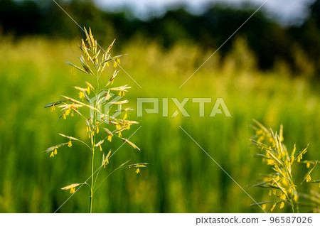 Tall fescue with spikelets in an open pasture. Tall fescue with spikelets in an open pasture. 96587026