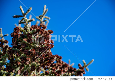 Selective focus on large cluster of pine cones on an evergreen tree. Clear sky background 96587053