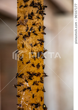 Strip of yellow sticky fly paper covered with insects. Strip of yellow sticky fly paper covered with insects. 96587177
