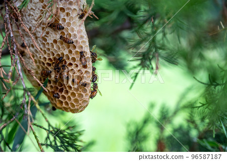 Honey bee hive being constructed on a tree branch in the wild. Honey bee hive being constructed on a tree branch in the wild. 96587187