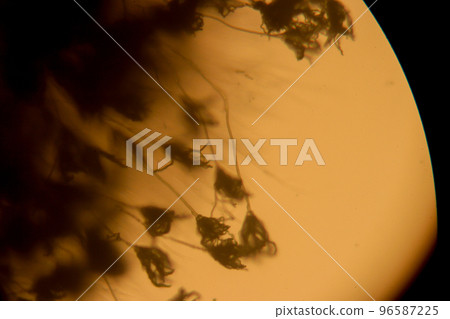 Rhizopus fungi specimen as seen through a microscope Rhizopus fungi specimen as seen through a microscope 96587225