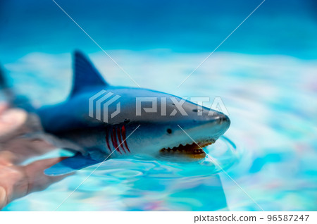 Great white shark plastic toy on the surface of a swimming pool 96587247