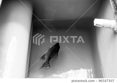 Fish in a livewell of a boat with a low level of water. Fish in a livewell of a boat with a low level of water. 96587307
