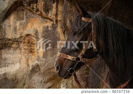 a beautiful horse in the stable a beautiful horse in the stable 96587356