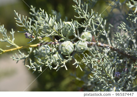 Blue Arizona Cypress 96587447