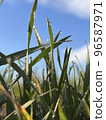 Wheat fields with spikelets close-up  96587971