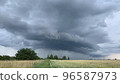 Wheat fields with spikelets close-up  96587973