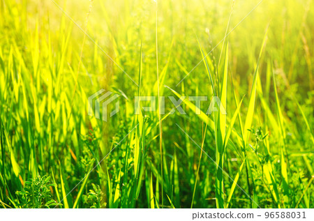 green grass green grass 96588031