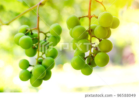 vine branch 96588049
