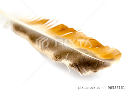 bird feather 96588161
