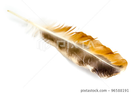 bird feather 96588191