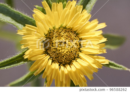 Parts of a yellow flower, pistil, antenna, petals Parts of a yellow flower, pistil, antenna, petals 96588262