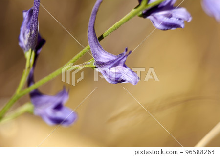 Set of small violet flowers 96588263