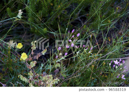 Field in summer with flowers Field in summer with flowers 96588319