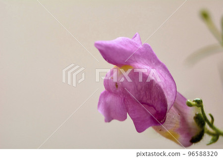 Little pink flower in the field 96588320