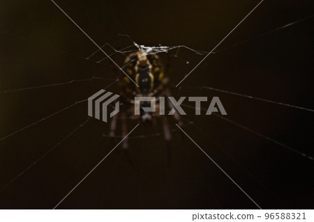 Spider in its spider web 96588321
