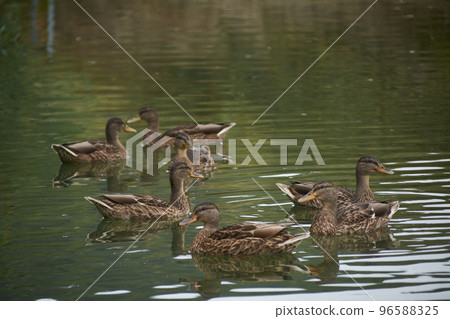Flock of ducks swimming in the lake Flock of ducks swimming in the lake 96588325