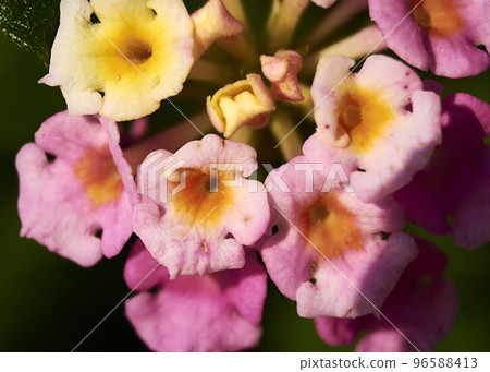 Set of small colored flowers Set of small colored flowers 96588413