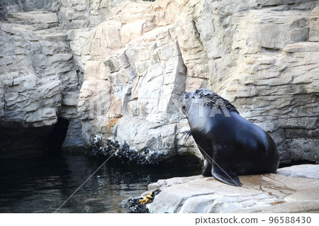 Sea lion on the rocks Sea lion on the rocks 96588430