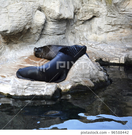Two sea lions on the rocks, Two sea lions on the rocks, 96588442