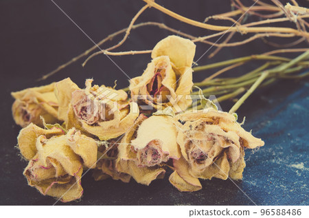 withered roses withered roses 96588486