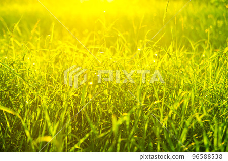 green grass green grass 96588538