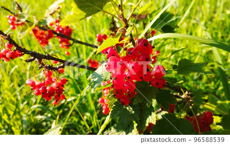 Branch of red currant bush with ripe berries 96588539