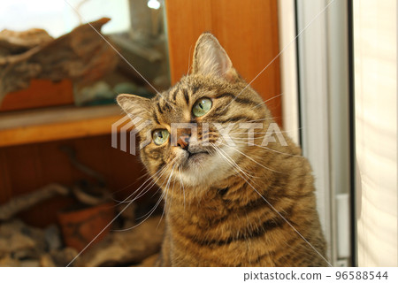 Cute attentive domestic cat Cute attentive domestic cat 96588544