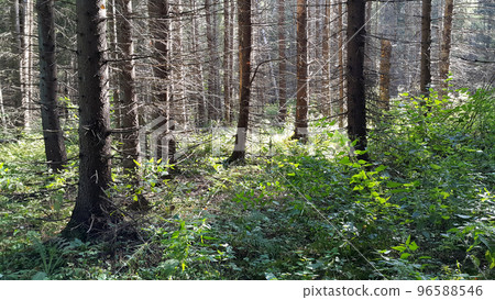 Beautiful spruce forest 96588546