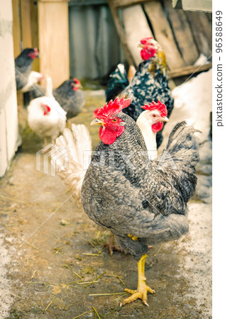 chicken at farm chicken at farm 96588649