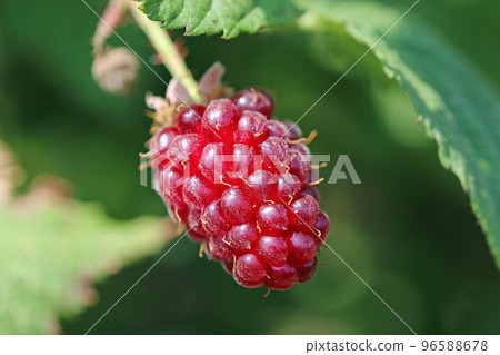 Cultivated ripe tummelberry fruit in close up Cultivated ripe tummelberry fruit in close up 96588678
