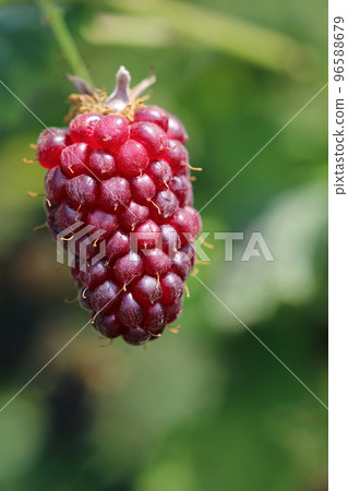 Cultivated ripe tummelberry fruit in close up Cultivated ripe tummelberry fruit in close up 96588679