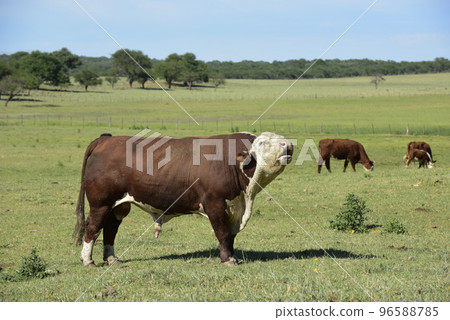 Cattle in Argentine countryside, Buenos Aires Province, Argentina. Cattle in Argentine countryside, Buenos Aires Province, Argentina. 96588785