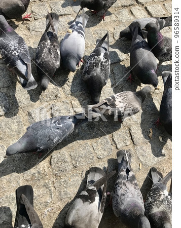 Feeding pigeons on the street with cereal Feeding pigeons on the street with cereal 96589314