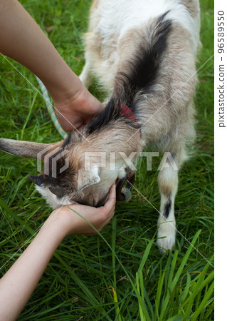 Kid of goat and child's hands. Kid of goat and child's hands. 96589550