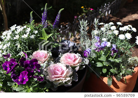 紫堇花群栽&群盆 紫堇花群栽&群盆 96589709