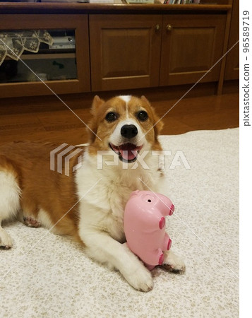 corgi and toy corgi and toy 96589719