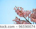 粉紅色的河津櫻花在藍天 96590074
