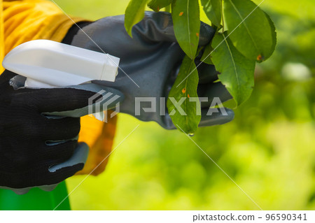 A gloved hand treats the leaves with pesticides to cure the illness 96590341