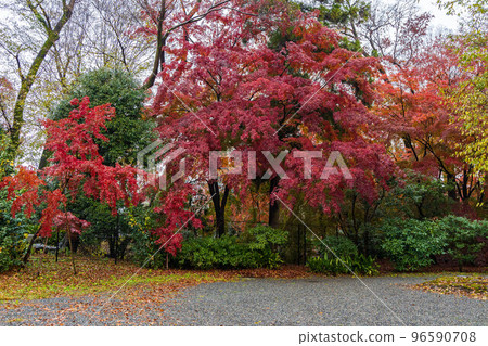 Autumn in the ancient capital of Kyoto, the former Mitsui family Shimogamo villa in the rain Autumn in the ancient capital of Kyoto, the former Mitsui family Shimogamo villa in the rain 96590708