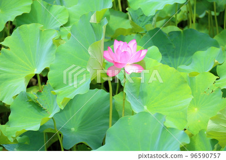 Lotus flower Lotus flower 96590757