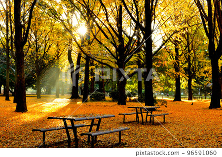 代代木公園銀杏葉的秋葉 代代木公園銀杏葉的秋葉 96591060