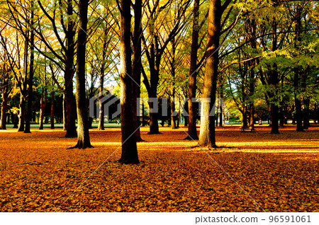 Autumn leaves of Yoyogi Park Ginkgo biloba 96591061